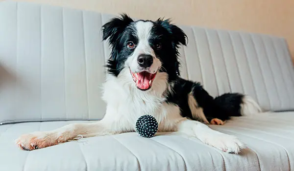 Alarma con mascotas Pero de raza Border Collie en un sofá con una pelota en los pies
